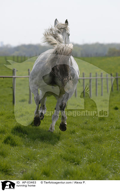 rennender Brandenburger / running horse / AP-03463