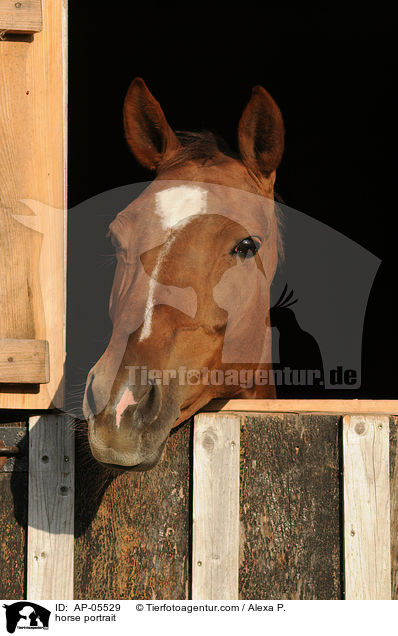 Brandenburger Portrait / horse portrait / AP-05529