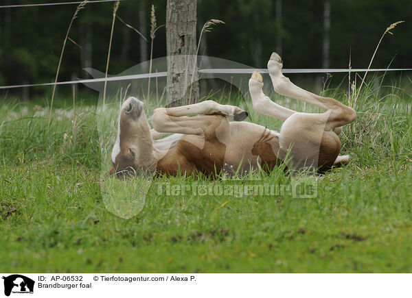 Brandenburger Fohlen / Brandburger foal / AP-06532