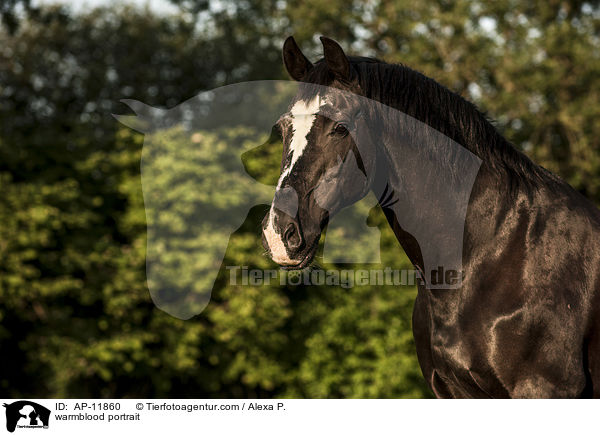 warmblood portrait / AP-11860