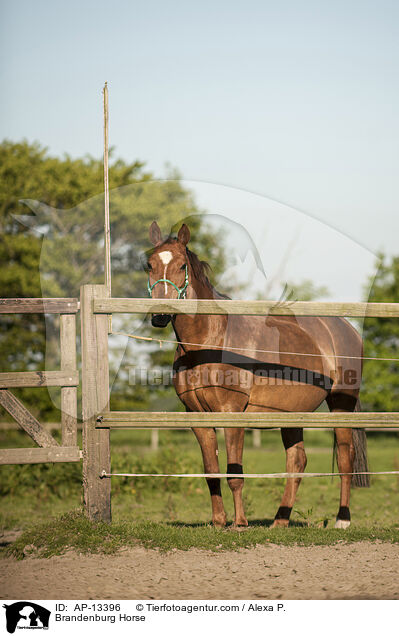 Brandenburg Horse / AP-13396