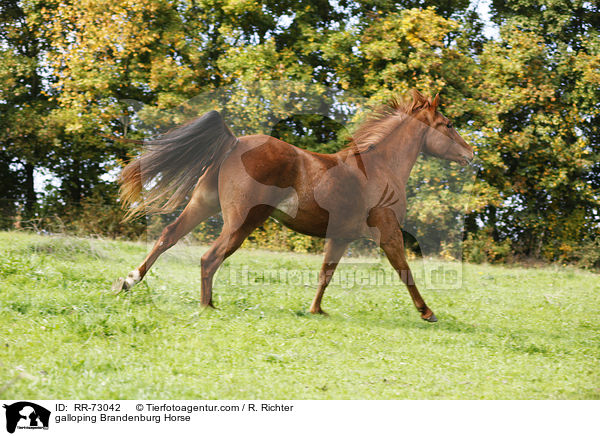 galloping Brandenburg Horse / RR-73042