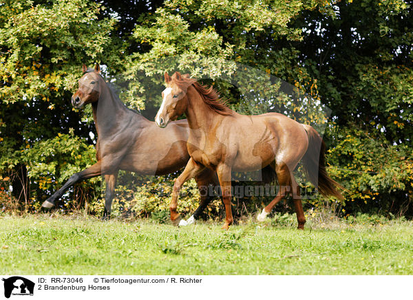 2 Brandenburg Horses / RR-73046