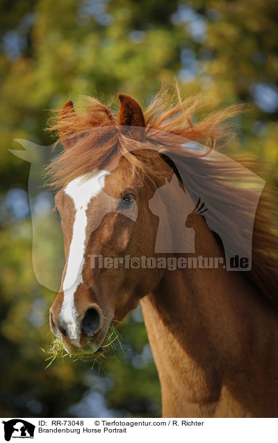 Brandenburg Horse Portrait / RR-73048