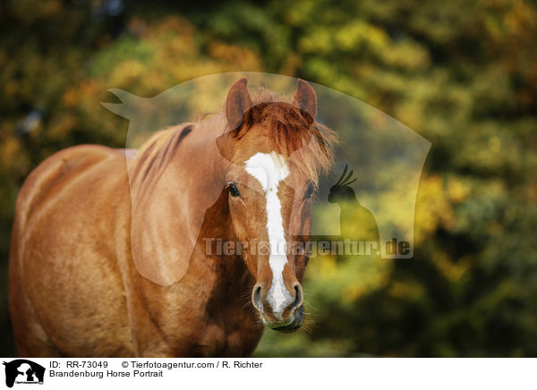 Brandenburg Horse Portrait / RR-73049