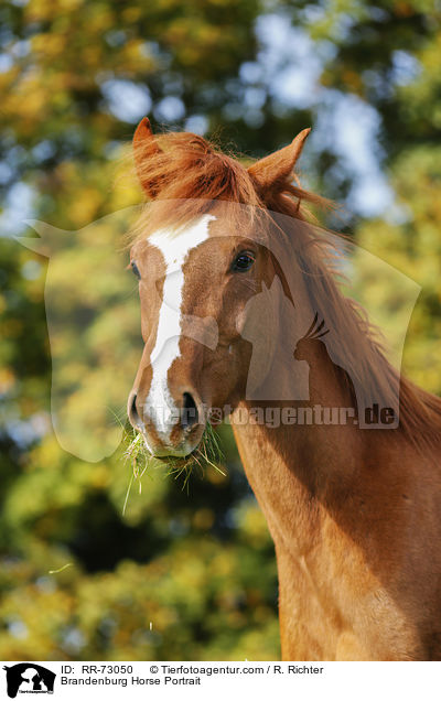 Brandenburg Horse Portrait / RR-73050