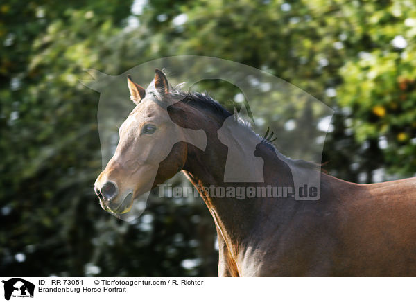 Brandenburg Horse Portrait / RR-73051
