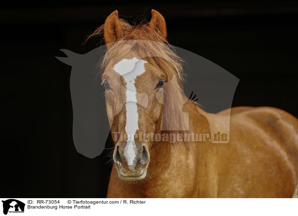 Brandenburg Horse Portrait / RR-73054
