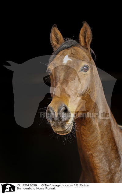 Brandenburg Horse Portrait / RR-73056