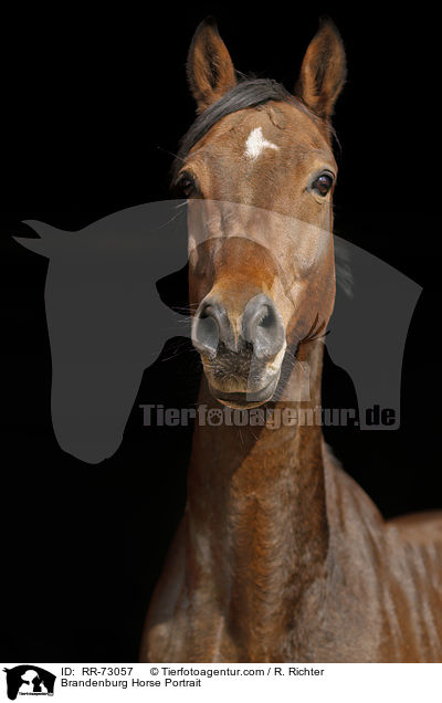 Brandenburg Horse Portrait / RR-73057
