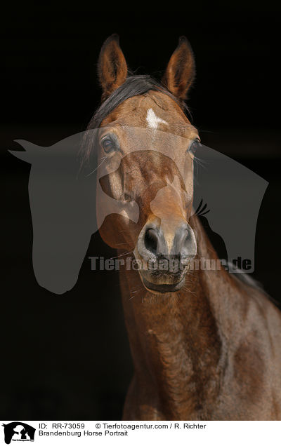 Brandenburger Portrait / Brandenburg Horse Portrait / RR-73059