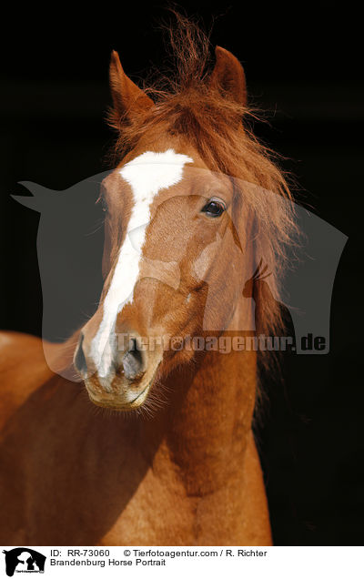 Brandenburg Horse Portrait / RR-73060