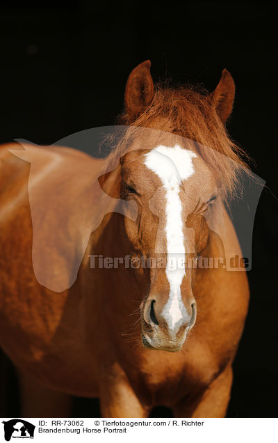 Brandenburg Horse Portrait / RR-73062