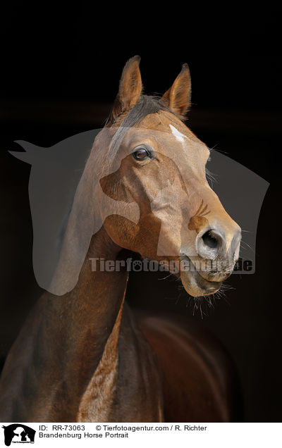 Brandenburg Horse Portrait / RR-73063