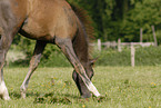 grazing horse