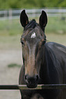 horse portrait