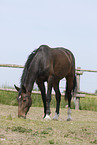 grazing horse