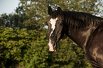 warmblood portrait