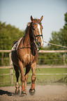 lunging a Brandenburg Horse