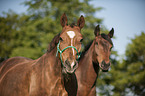 Brandenburg Horses