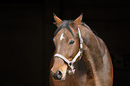 Brandenburg Horse Portrait