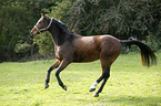 galloping Brandenburg Horse