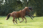 2 Brandenburg Horses