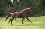 2 Brandenburg Horses