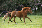 2 Brandenburg Horses