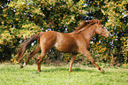 galloping Brandenburg Horse