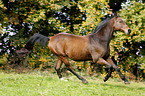 galloping Brandenburg Horse