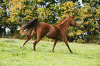 galloping Brandenburg Horse