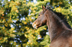 Brandenburg Horse Portrait