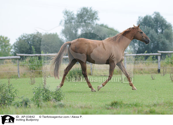 trotting Budjonny / AP-03842