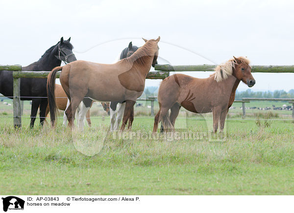 Pferde auf der Weide / horses on meadow / AP-03843