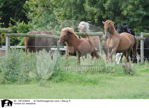 Pferde auf der Weide / horses on meadow / AP-03844