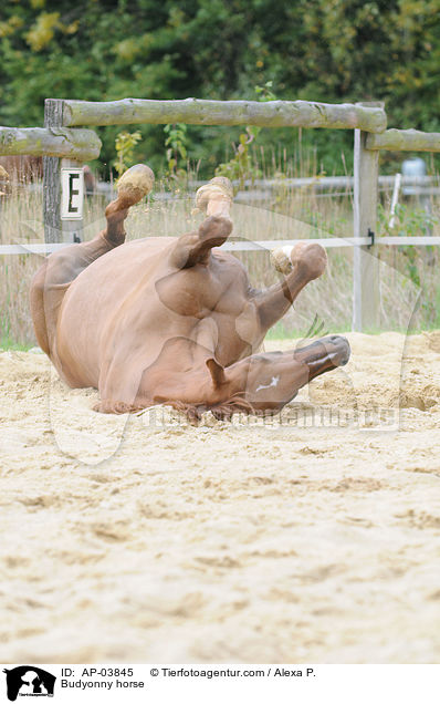 Budjonny / Budyonny horse / AP-03845