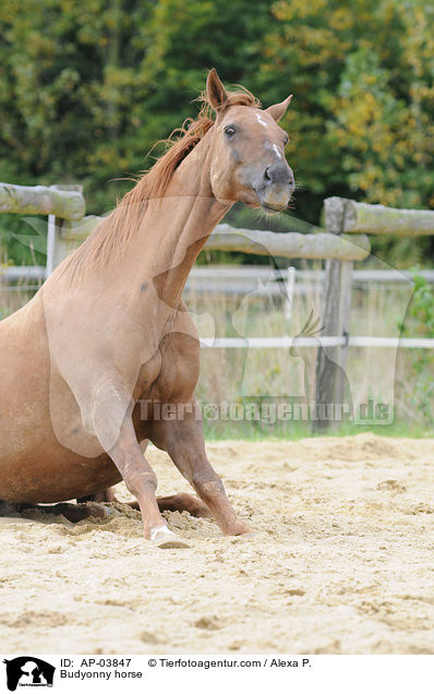Budjonny / Budyonny horse / AP-03847