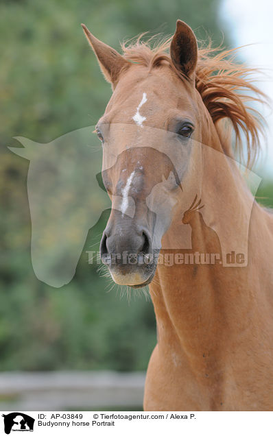 Budjonny Portrait / Budyonny horse Portrait / AP-03849