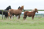 horses on meadow