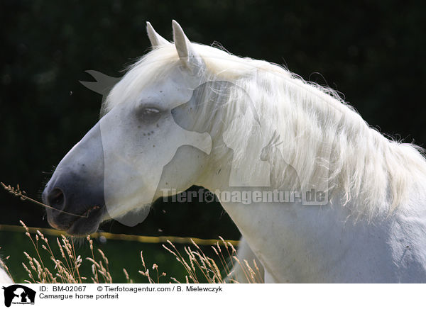 Camargue horse portrait / BM-02067