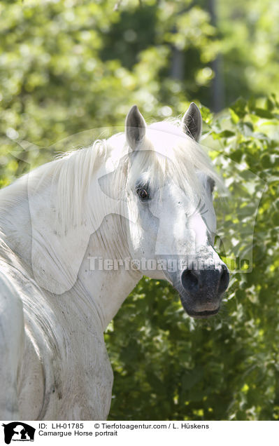 Camargue-Pferd Portrait / Camargue Horse portrait / LH-01785