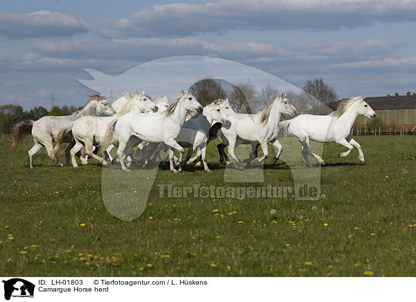 Camargue-Pferdeherde / Camargue Horse herd / LH-01803