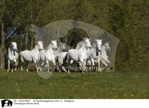 Camargue-Pferdeherde / Camargue Horse herd / LH-01804