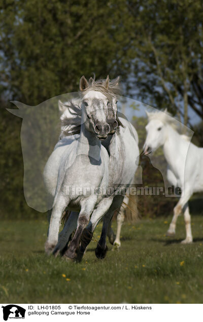 galoppierendes Camargue-Pferd / galloping Camargue Horse / LH-01805