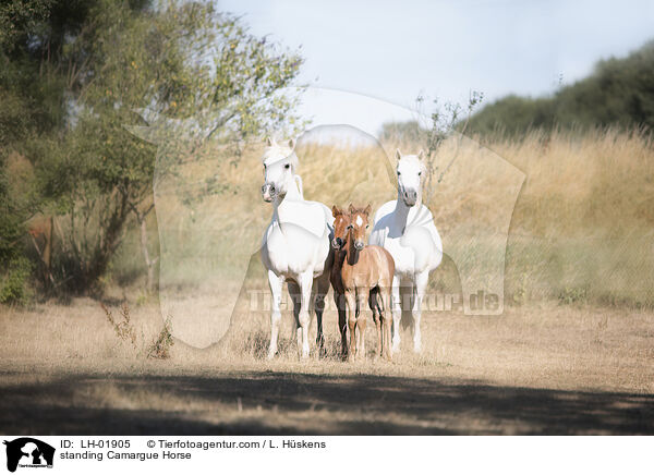 stehende Camargue-Pferd / standing Camargue Horse / LH-01905
