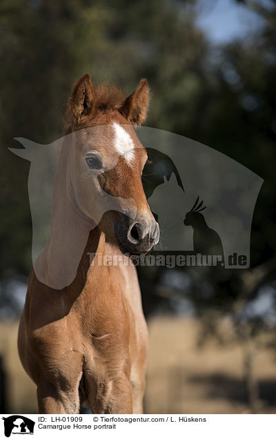Camargue-Pferd Portrait / Camargue Horse portrait / LH-01909
