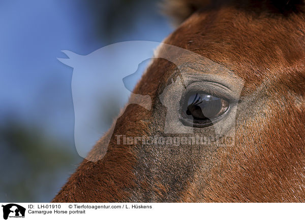 Camargue-Pferd Portrait / Camargue Horse portrait / LH-01910