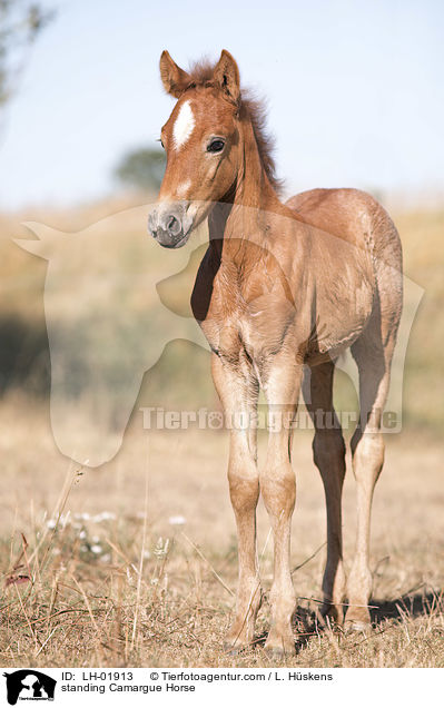 stehendes Camargue-Pferd / standing Camargue Horse / LH-01913