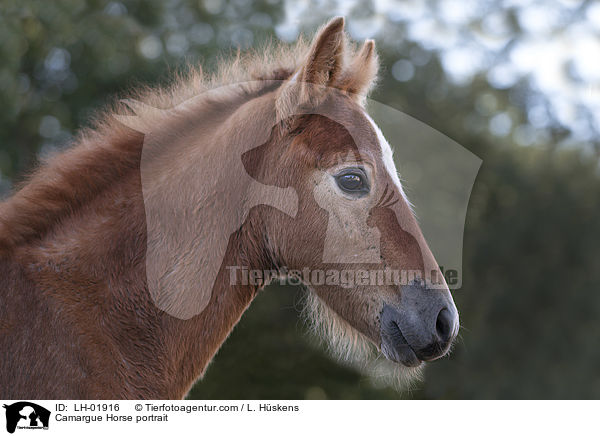 Camargue Horse portrait / LH-01916